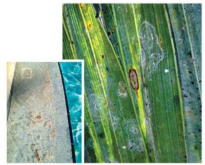 Whiteflies deposit a milky substance on

the underside of coconut palm fronds that are often planted near

pools. At left, the whitefly residue pollutes a South Florida pool

near the drain.