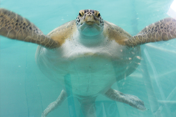 Tank task: Gerry, the Atlantic green sea turtle, swims in his 25,000
 gallon tank at South Padre Island, TX-based Sea Turtles, Inc. IPSSA's 
Texas chapters are embarking on a project to upgrade the sanctuary's 
plumbing, pumps and filters.