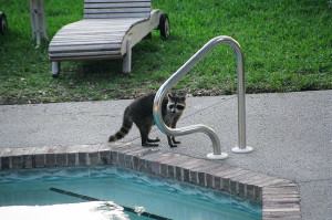 Raccoons can, and do, poop in the pool.