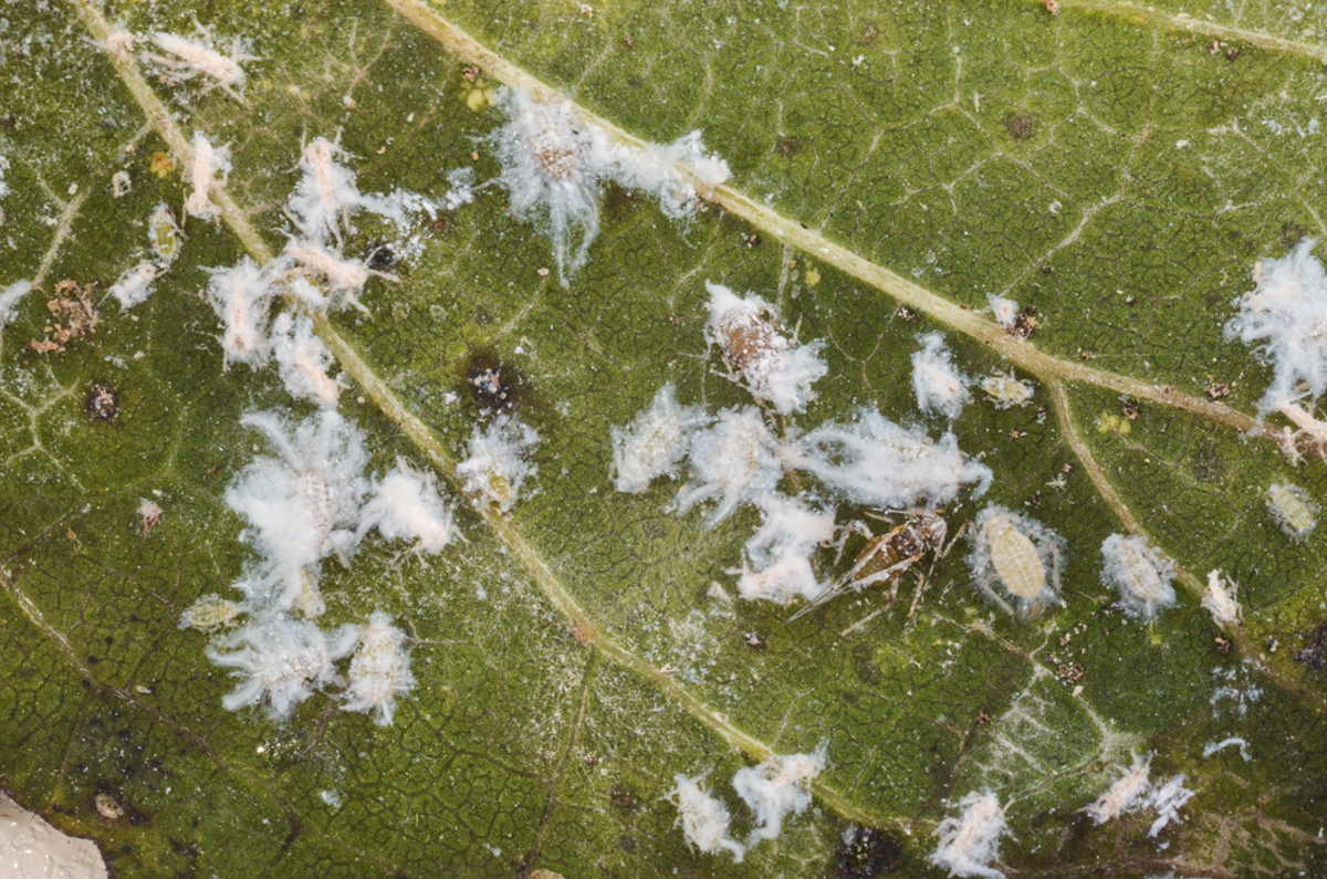 The rugose spiraling whitefly has been blamed for a host of pool 
problems in southern Florida. In recent months, service pros in the 
north central part of the state have speculated that the critters have 
been creeping their way up. Turns out, it's not the whitefly that has 
been wreaking havoc, but the Asian woolly hackberry aphid, seen here.