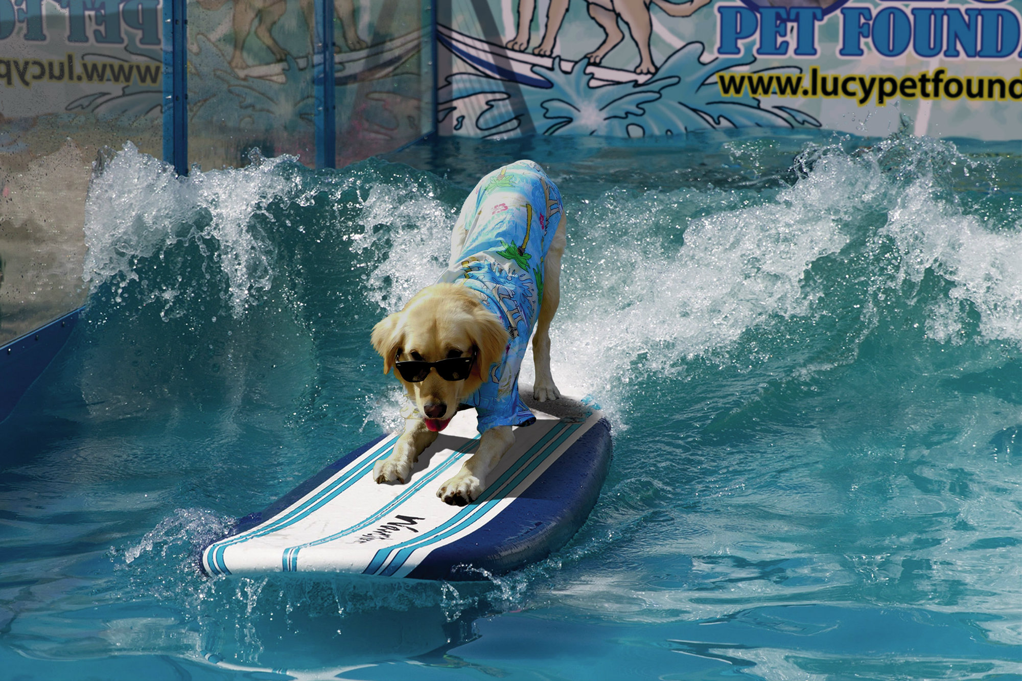 The team came from a variety of breeds. Here is Jack, a labrador retriever.