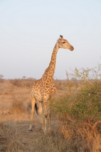 In driving 1,400 miles throughout Mozambique and South Africa, the mission team made once-in-a-lifetime sightings.