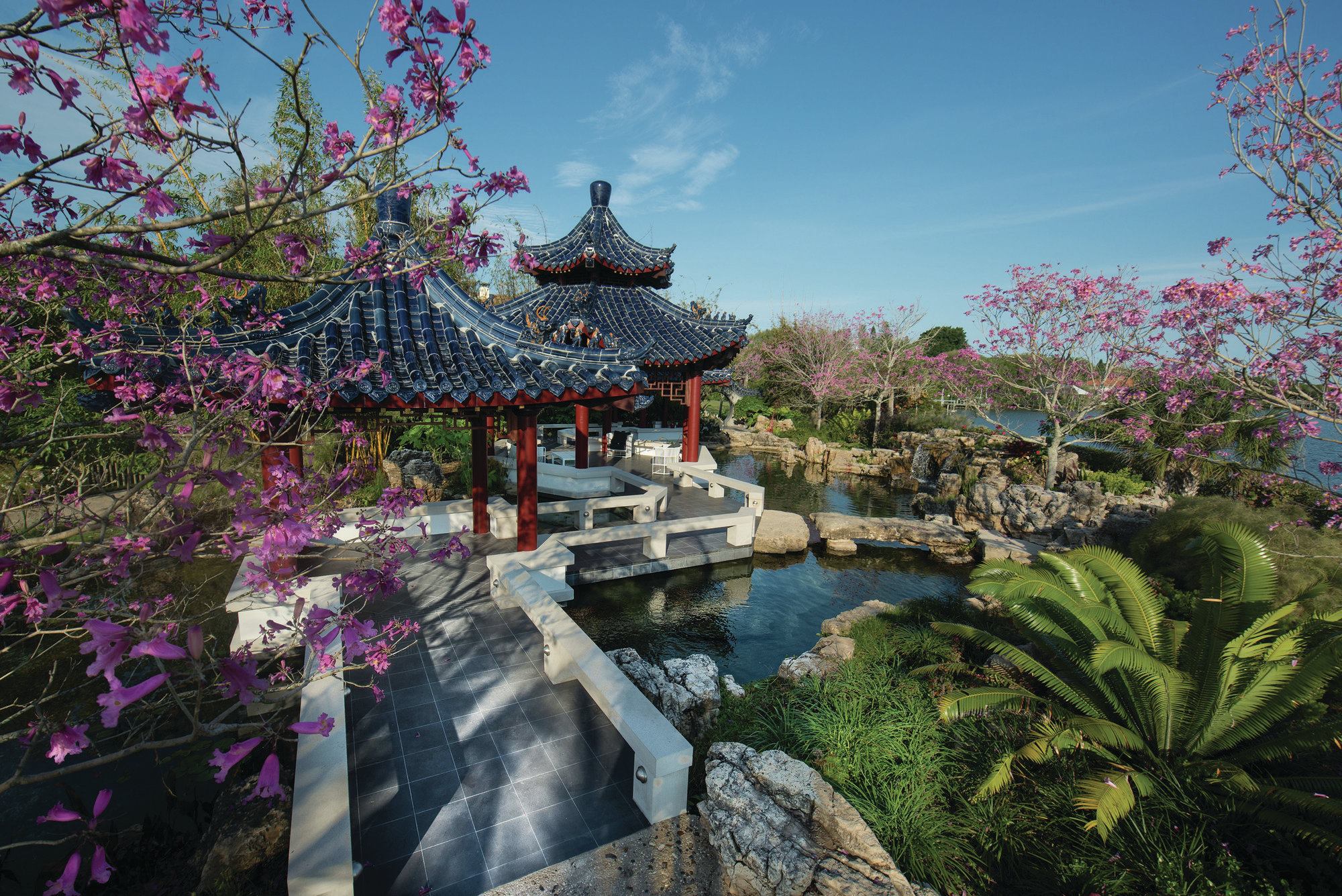 Softly ordered: Like the rockwork, the planting was done in a Chinese-gardening style, using locally appropriate varieties. For instance, the seven tabebuia ipe trees surrounding the pond were chosen because they bloom in February and resemble a treasured tree in certain Asian cultures. “They have beautiful pink flowers and don’t have a leaf on them when they bloom,” says Michael Gilkey, president of landscape architecture firm Michael A. Gilkey Inc. “So they very closely resemble what a cherry tree would do.” While a casual observer would never know, each of the trees was placed on axis with a walkway, to anchor the landscape. Conifers and cycads also were chosen for their appropriateness to the Florida environs. Smaller varieties are planted in a looser fashion so they help connect the space. “The broad scale is very organized, and as you get detailed, you get less and less organized,” Gilkey says. “In Chinese design, everything is thought about, everything is purposeful, but at the end of the day it looks very natural.”