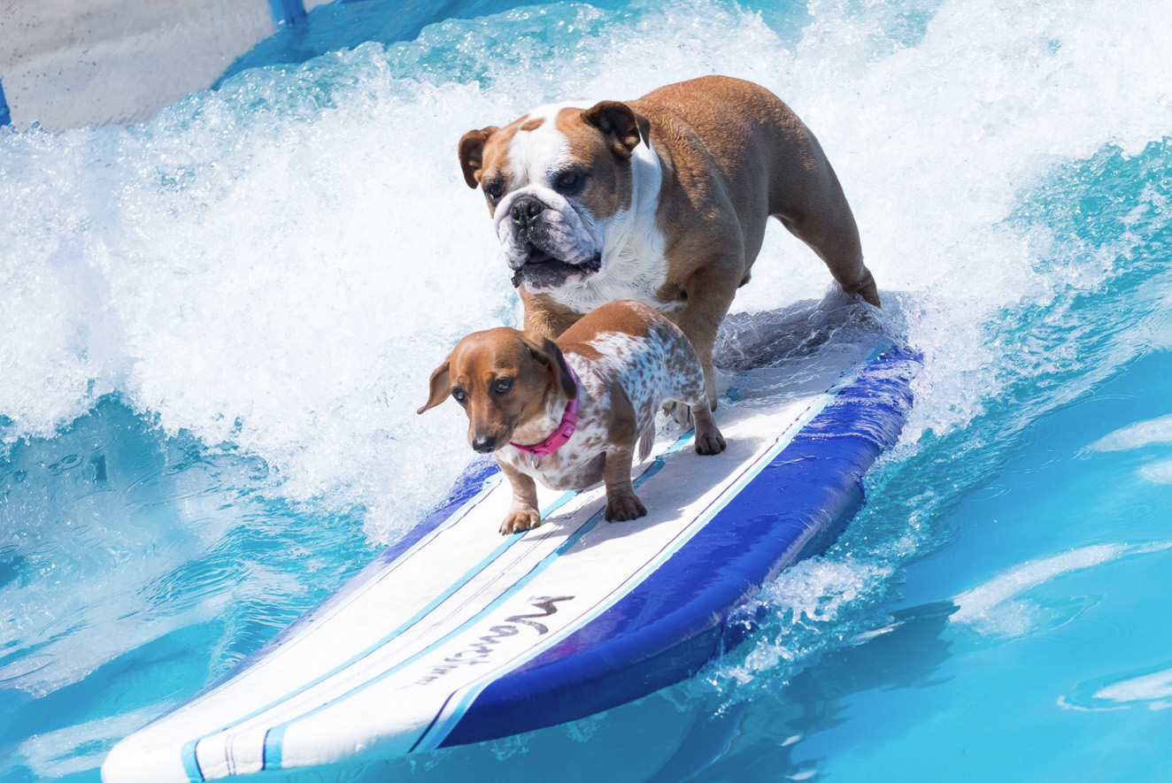 The final team of surfing dogs included veteran Sully, who surfed in the 2012 Rose Parade, and newcomer Coppertone, the dachshund.