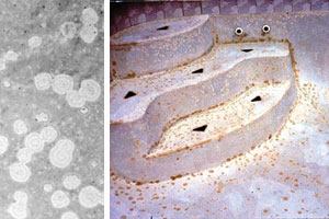 Etching issues: The photo on the left provides a closer look at the distinctive deterioration that gives spot etching its name. Most of these spots range in size from about the diameter of a dime to that of a quarter — but in more severe cases, they may grow much larger. The photo above right shows the discoloration spot etching can produce when combined with metals or other chemicals in the

water. If not treated immediately, such stains may become permanent.