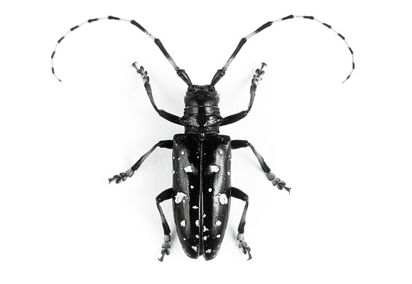 Bug off: The third annual Swimming Pool Survey aims to help New York 
officials prevent Asian longhorned beetles from killing maples and other
 hardwood trees.